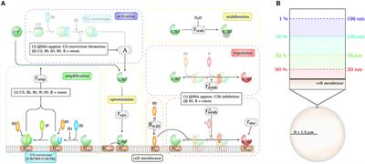 Quantification of Factor H Mediated Self vs. Non-self Discrimination by Mathematical Modeling